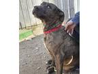 Gemma Labrador Retriever Adult Female