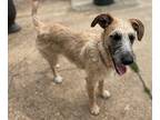 Meli Irish Wolfhound Adult Female
