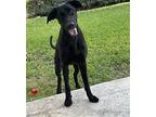 Charlie - COURTESY POST Labrador Retriever Puppy Female