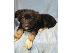 Robin (6192) Shepherd (Unknown Type) Puppy Male