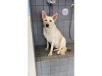 Buddy German Shepherd Dog Adult Male