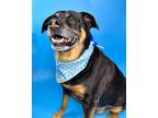 Drogon Rottweiler Senior Male
