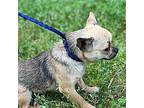 Peppi Pug Adult Female