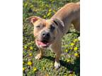 Malah American Pit Bull Terrier Young Female