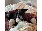 Lil Debbie Labrador Retriever Senior Female