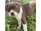 Ursa American Pit Bull Terrier Puppy Female