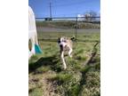 Dako American Pit Bull Terrier Adult Male