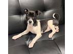 Z Squeaks Rat Terrier Puppy Male