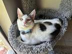 Trooper Domestic Shorthair Young Male