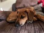 Penny Todd Mixed Breed (Medium) Puppy Female