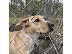 Prince Labrador Retriever Young Male