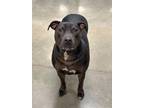 Annabelle American Pit Bull Terrier Adult Female