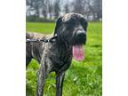 Daisy Duke Mastiff Adult Female