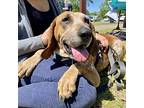 Daisy Duke Hound (Unknown Type) Senior Female