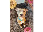 Hank American Pit Bull Terrier Adult Male