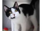 Petunia Domestic Shorthair Kitten Female