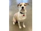 Whiskey Mixed Breed (Medium) Puppy Male