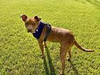 Chief American Pit Bull Terrier Young Male