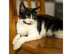 Costa Domestic Shorthair Kitten Female