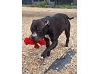 Rajh American Pit Bull Terrier Young Male