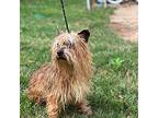 Caspian Cairn Terrier Adult Male