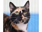 Bridget Domestic Shorthair Kitten Female