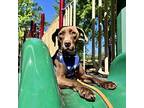 Pearl Labrador Retriever Young Female