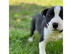 Una American Pit Bull Terrier Puppy Female