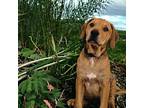 Bologna Labrador Retriever Puppy Male