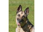 Angelina Jo Lee German Shepherd Dog Adult Female