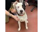 Jonah American Pit Bull Terrier Adult Male