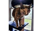 Sorbet Domestic Shorthair Adult Female