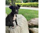 Maximus American Staffordshire Terrier Puppy Male