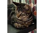 Sticks Domestic Shorthair Kitten Male