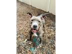 Bubbles American Pit Bull Terrier Adult Female