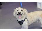 Tucker Bichon Frise Adult Male