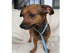 Sheila Dachshund Adult Female