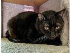 Helix Domestic Shorthair Senior Male