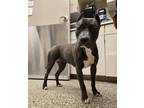Lissie American Pit Bull Terrier Adult Female