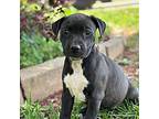 Unicorn American Pit Bull Terrier Puppy Female