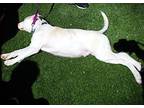 Humpty Dumpty Labrador Retriever Young Male