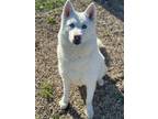 Shine Husky Senior Female