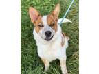 Lewis Australian Cattle Dog Young Male