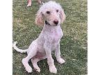 Jack Golden Retriever Puppy Male
