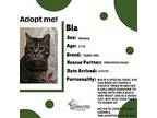 Bia Tabby Adult Female