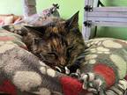 Kitty Domestic Shorthair Senior Female