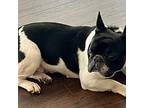 Oreo French Bulldog Adult Female