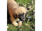 Baloo Anatolian Shepherd Puppy Male