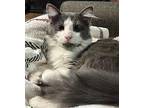 Pomelo Domestic Longhair Kitten Male