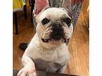 Jellybean French Bulldog Adult Female